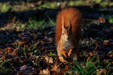 Eichhörnchen (Sciurus vulgaris) © Rolf Müller