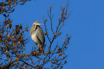 Graureiher (Ardea cinerea)