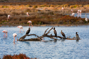 Flora i Fauna Majorki 