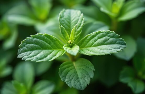 Close up of green oregano leaves Plectranthus amboinicus plant. Fresh aromatic herb with textured foliage. Used in cooking and traditional medicine.