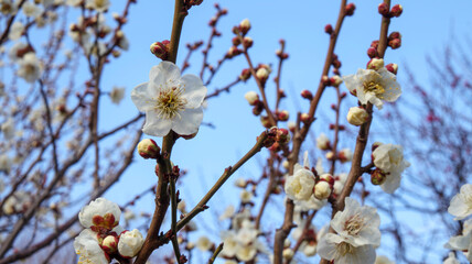青空と梅の花