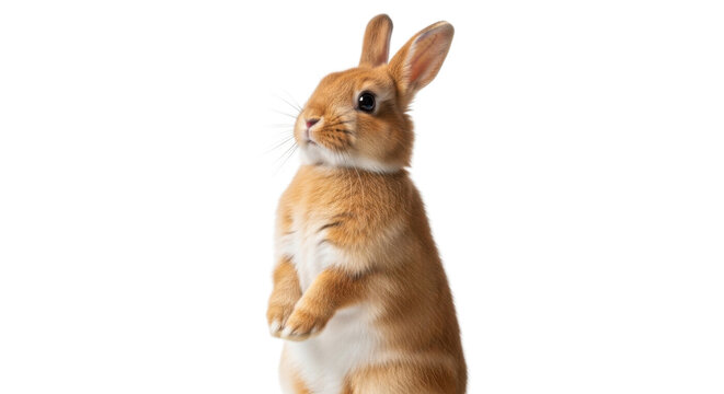 An adorable ginger domestic rabbit with soft fur stands upright on its hind legs, looking alertly to the side, isolated on a clean white background.