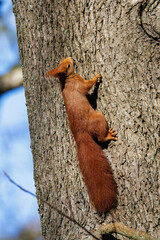 Eichhörnchen (Sciurus vulgaris) © Rolf Müller