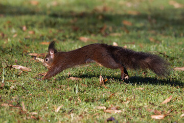 Eichhörnchen (Sciurus vulgaris) © Rolf Müller