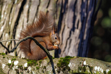 Eichhörnchen (Sciurus vulgaris) © Rolf Müller