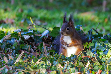 Eichhörnchen (Sciurus vulgaris) © Rolf Müller