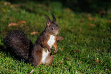 Eichhörnchen (Sciurus vulgaris) © Rolf Müller