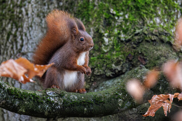Eichhörnchen (Sciurus vulgaris) © Rolf Müller