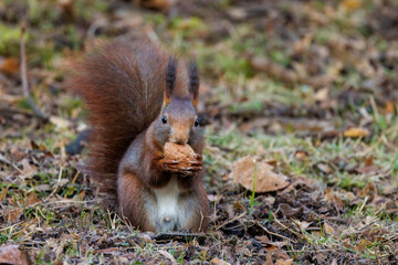 Eichhörnchen (Sciurus vulgaris) © Rolf Müller