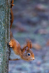Eichhörnchen (Sciurus vulgaris) © Rolf Müller