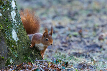 Eichhörnchen (Sciurus vulgaris) © Rolf Müller