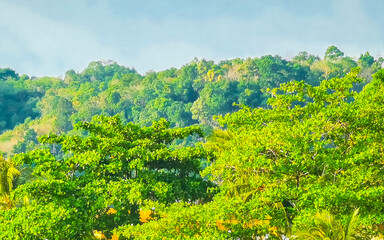 Obraz premium Thailand Tropical palm trees rainforest on mountain hill blue sky.