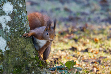 Eichhörnchen (Sciurus vulgaris) © Rolf Müller