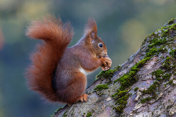 Eichhörnchen (Sciurus vulgaris) © Rolf Müller