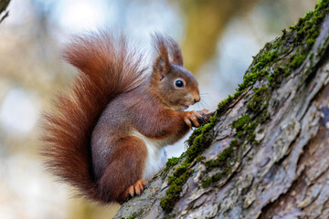 Eichhörnchen (Sciurus vulgaris) © Rolf Müller
