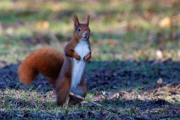 Eichhörnchen (Sciurus vulgaris) © Rolf Müller
