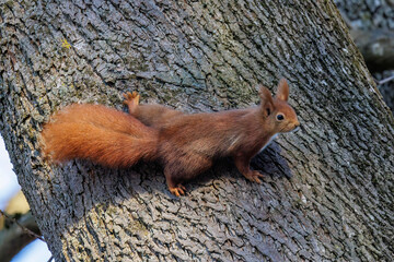 Eichhörnchen (Sciurus vulgaris) © Rolf Müller
