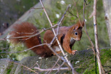 Eichhörnchen (Sciurus vulgaris) © Rolf Müller