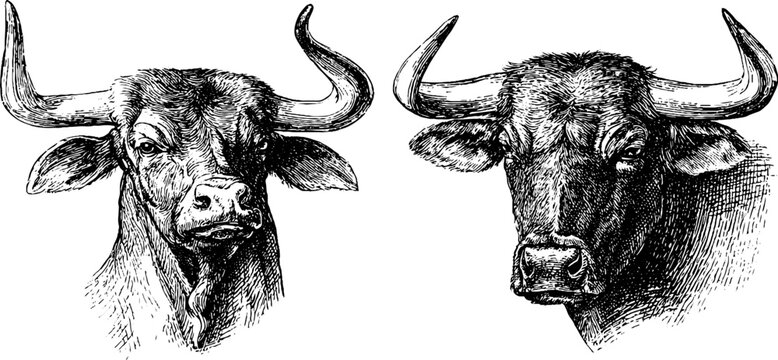 Vintage engraved illustration set of beef ox head and full ox with yoke for retro design