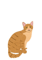 cat on a white background