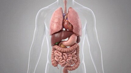 Detailed transparent view of human torso showing internal organs 3D