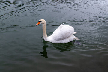 Obraz premium A single young swan gracefully floats on cold water creating a peaceful and serene atmosphere reflecting solitude and the beauty of nature in a chilly lake environment