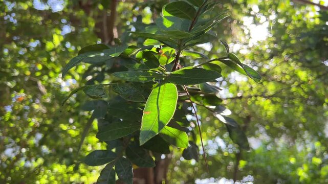 Backlit Brazilian pepper tree leaves moving gently in wind with bright sun flare and soft bokeh.