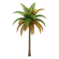 Obraz premium palm tree isolated