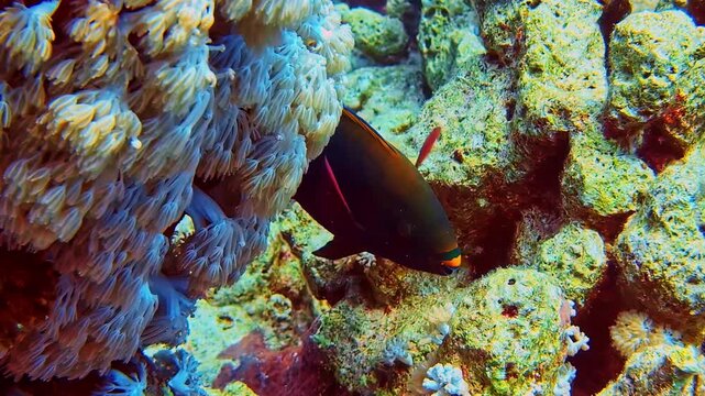 Scarus niger. Black parrotfish swimming along coral reef during scuba dive, showcasing reef habitat and marine biodiversity