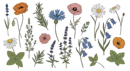 Collection of hand-drawn wildflowers and herbs © Arus LMH