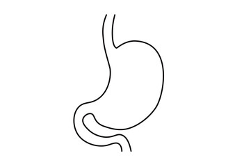 Simple Human Stomach Anatomy Line Art Illustration for Medical Education and Digestive System Content