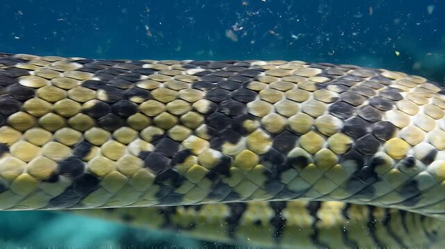 Snake Skin Texture Underwater, Scales Pattern Macro Close Up, Wildlife Nature Background