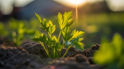 A small vibrant green plant or herb flourishes in rich dark soil with golden hour sunlight providing a beautiful backlight and warm natural glow at sunrise or sunset