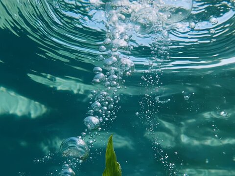Oxygen Bubble Rise. Photosynthesis & Energy from Sunlight. Marine Science. An aquatic plant (like Elodea) underwater releasing perfectly round oxygen bubbles that float upward toward a sunlit surface
