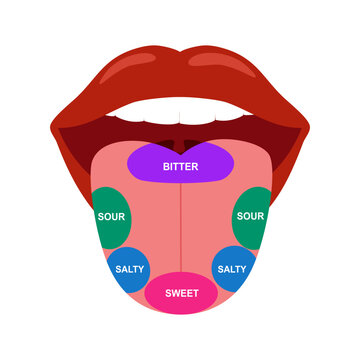 Sticking out tongue with map marked bitter, sour, salty and sweet zones. Tongue taste concept white background.