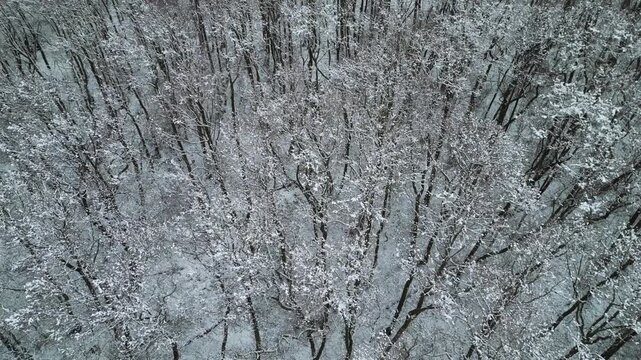 Dense forest with snow-covered, sparse trees moving in the wind under a grey sky, a winter landscape in February in the municipality of Hude, district of Oldenburg, Germany.