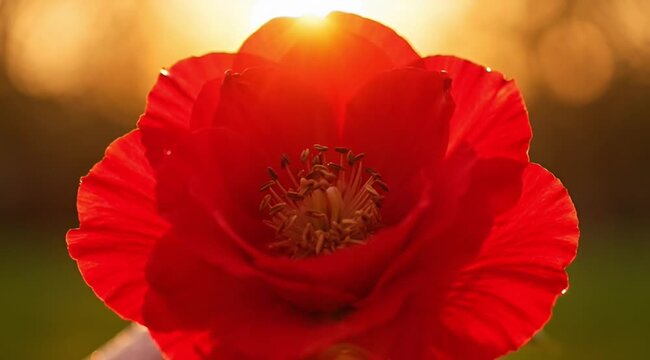 Close-up of a vibrant red poppy flower bathed in the warm glow of the setting sun, highlighting delicate petals and intricate stamen detail against a soft, blurred background