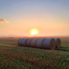 Obraz premium hay bales in the field