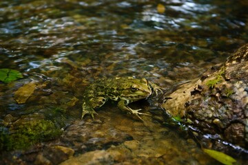 Obraz premium Moss-covered rock and golden-eyed frog