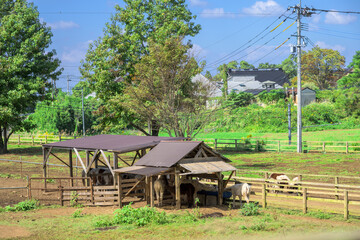 Obraz premium 俵山観光スポット(山羊小屋と牧場) 「阿蘇の風が吹き抜ける、小さくて大きな命の居場所。」 阿蘇西原村俵山 Tawarayama Tourist Spot (Goat Shed and Pasture) 