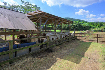 俵山観光スポット(山羊)アルパカの小屋
「山に抱かれ、命を育む。飾らない牧場の日常。」
阿蘇西原村俵山
Tawarayama Tourist Spot (Goat) Alpaca Hut
"Embraced by the mountains, nurturing life. Daily life on an unpretentious ranch."
Tawarayama, Nishihara 
