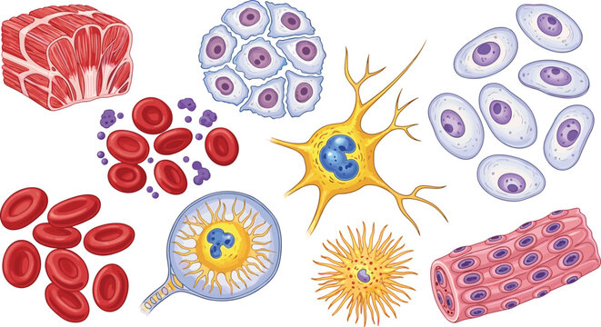 Human Cell Anatomy Vector Collection with Muscle Nerve and Blood Cells for Medical Science Education Illustration