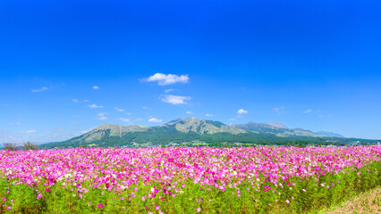 阿蘇五岳と満開のコスモスが広がる素晴らしい風景 「阿蘇を、仰ぐ。70万本のコスモスが揺れる、南阿蘇の特等席。」 南阿蘇村(あそ望の郷くぎの) A magnificent view of the five peaks of Mt. Aso and cosmos in full bloom. © KOROKICHIKUN