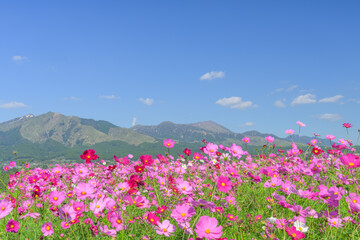 Obraz premium 阿蘇五岳と満開のコスモスが広がる素晴らしい風景 「阿蘇を、仰ぐ。70万本のコスモスが揺れる、南阿蘇の特等席。」 南阿蘇村(あそ望の郷くぎの) A magnificent view of the five peaks of Mt. Aso and cosmos in full bloom.