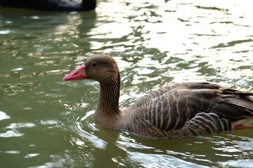 Close-up of a brown goose with a pink beak swimming in calm green water © Thanakrit