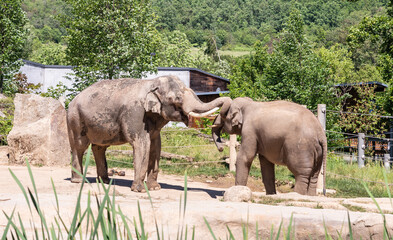 Fototapeta premium Indian and Asian elephants stand in their enclosure on the territory of Prague Zoo in the Czech Republic