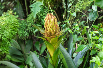 Obraz premium Guzmania flower in Fata Morgana Tropical Greenhouse at Prague Botanical Garden in Czech Republic