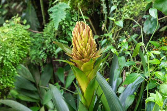 Guzmania flower in Fata Morgana Tropical Greenhouse at Prague Botanical Garden in Czech Republic