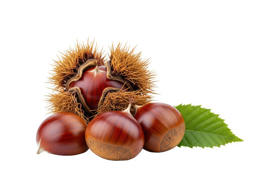 Three plump mahogany sweet chestnuts and spiky bur with a green leaf, shot macro, photorealistic on a transparent background with ample copy space. Autumnal elegance concept
