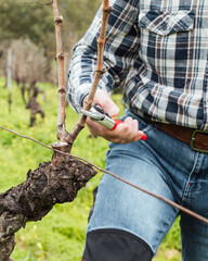 Obraz premium Close-up of the hands of the winemaker pruning the vineyard with professional steel scissors. Traditional agriculture. Winter pruning, Guyot method.